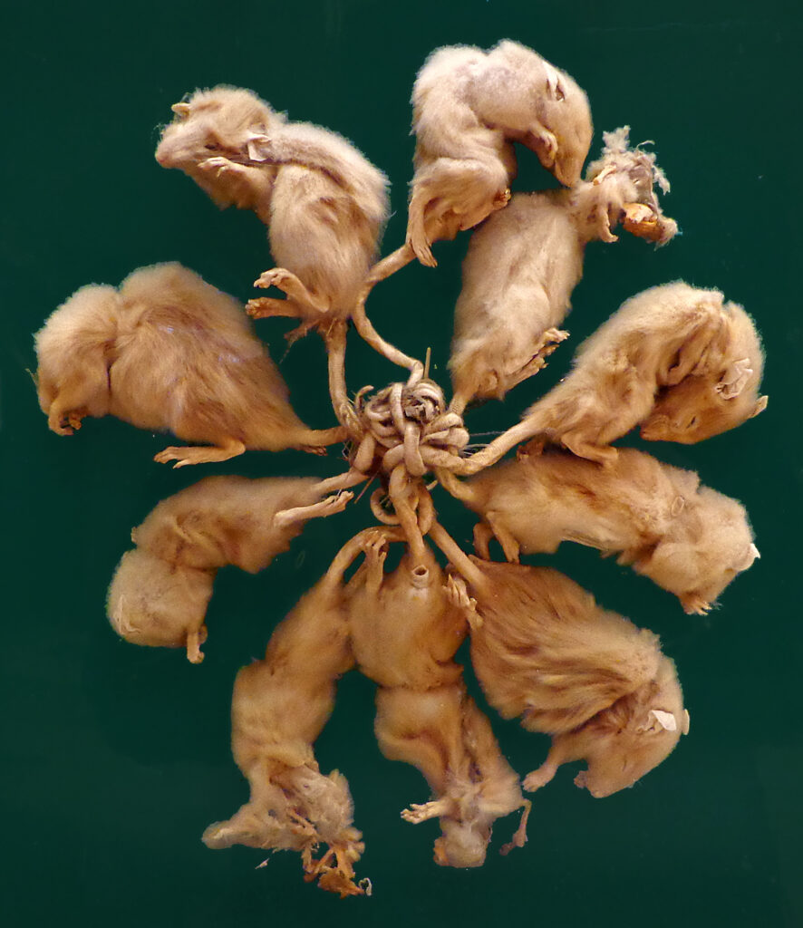 “The Rat King”: This Track Turns One of Nature’s Creepiest Sights Into a Trap Banger