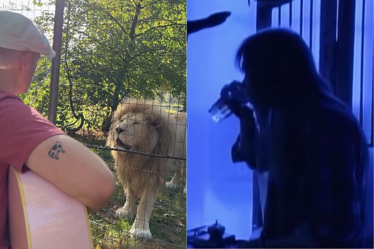 Zoo Lions’ Unexpected Reaction to Man Playing ’90s Rock Hit